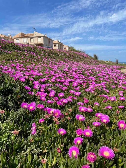 Ferienwohnung Miramar V Torrevieja Exteriör bild